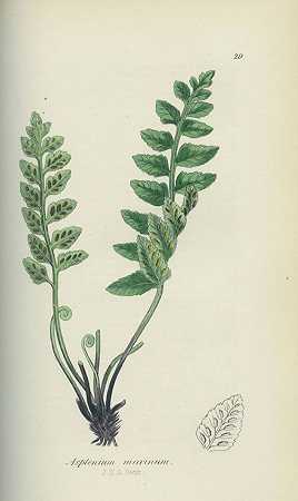 英国蕨类植物，英国野花，有用植物。3 Bde。1859-1862-约翰·E·索尔比