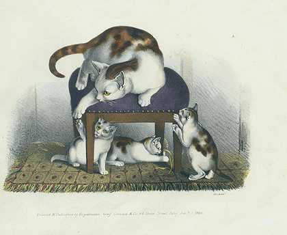 猫相册。1828年-戈特弗里德心灵