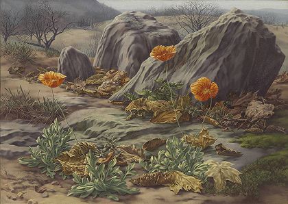 彼得·布鲁姆。罂粟花景观。1939