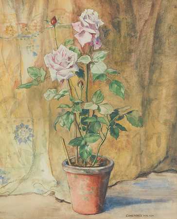 康斯坦斯·沃尔顿 盆栽玫瑰57.5 x 48厘米。