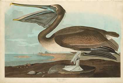 源自约翰·詹姆斯·奥杜邦 棕色鹈鹕，鹈鹕（Pelicanus Puscus），来自美国鸟类
