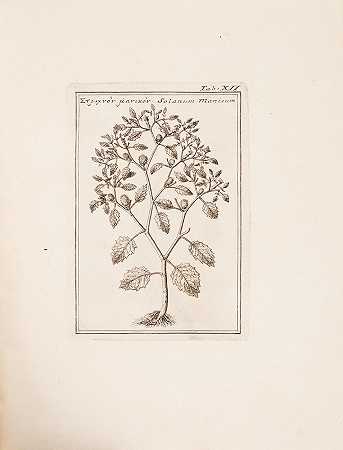 科洛纳，法比奥。1567–1640. 在《Phytobasanon Iano Planco Ariminensi拍卖行》中，《Phytobasanos》一书中提到了Vita Fabi和Lynce的概念和笔记。米兰：I.P.AereP.C.Viviani，1744年。