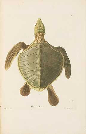 约翰·弗里德里希·冯·埃什霍茨。1793-1831. 动物图谱，包含新动物物种的图像和描述……柏林：G.Reimer，1829-1833。