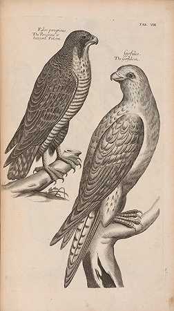 威勒比，弗朗西斯。1635-1672年我不知道，约翰·雷。1627-1705。 弗朗西斯·威洛比的鸟类学。伦敦：约翰·马丁，1678年。