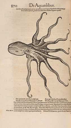 康拉德州盖斯纳。1516-1565. Tigurini医学史Animalium Liber IIII。其来自鱼类和水生动物。苏黎世：克里斯托弗·弗罗肖弗，1558年。