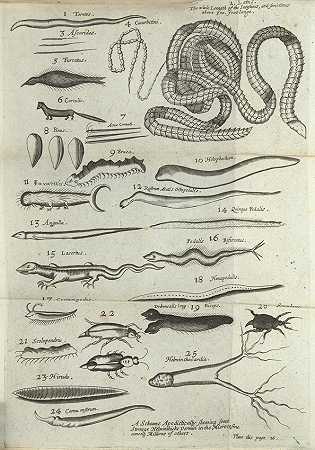 威廉·拉梅西。1627-1676?. Helmintologia[希腊语]。或者，对物质、起源和几种蠕虫的一些物理考虑。伦敦：约翰·斯特雷特为乔治·索布里奇印刷，1668年。
