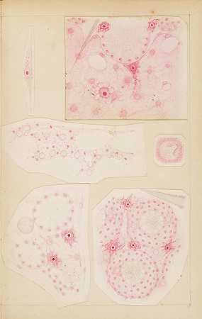 德莱奇，伊夫。1854-1920. 海绵胚胎发生。[巴黎：动物学档案馆，1892年。]