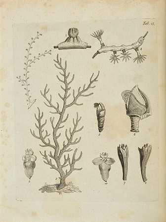 埃利斯，约翰。C、 1710-1776年。 3部作品：1.《许多奇特动物的自然史》。伦敦：本杰明·怀特父子，彼得·埃尔姆斯利，1786年。
