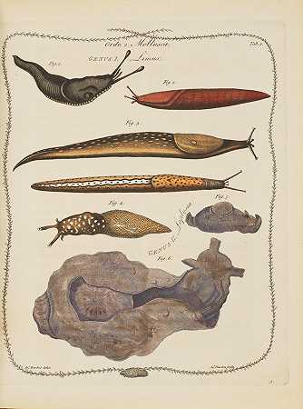 詹姆斯（杰奎斯）。C、 1711-1791年。 林奈属植物（Genera Vermium of Linnaeus）。伦敦：1783年詹姆斯·迪克威尔为作者印制。
