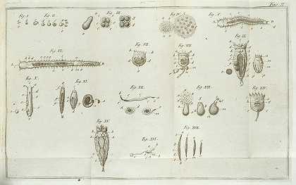 波纳文图拉科尔蒂，1729-1813年。 Aquajuola工厂银耳和液体循环的显微观察。卢卡：朱塞佩·罗奇，1774年。