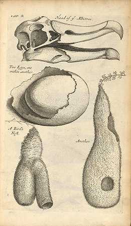 长大了，尼希米亚。1641-1712. Musaeum Regalis Societatis，或是一份属于皇家学会并保存在格雷沙姆学院的自然和人工罕见物目录和描述……这里被称为胃和肠道的比较解剖学。伦敦：W.Rawlins，作者，1681年。