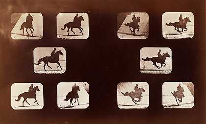 Eadweard Muybridge 动物运动，马