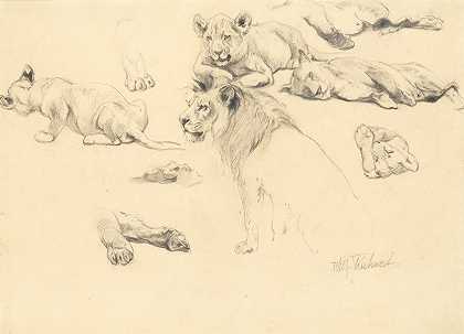 威廉·弗里德里希·库什纳 狮子的研究