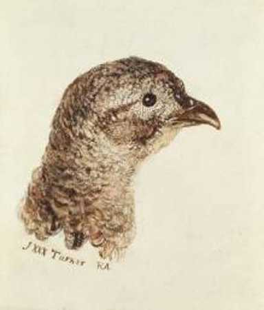 《一只母鸡雉的头》动物绘画赏析