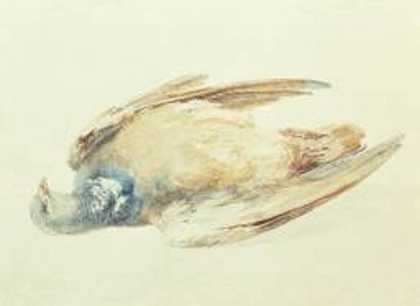 《死环鸽子 (木鸽)》动物绘画赏析