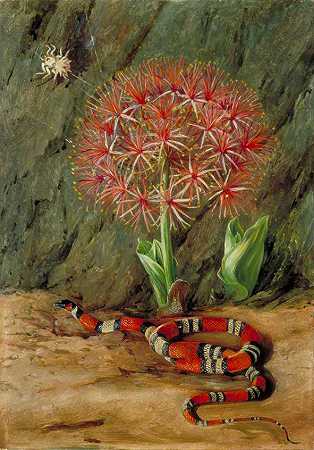 《Flor Imperiale,珊瑚蛇和蜘蛛，巴西》动物画,花卉画,植物赏析