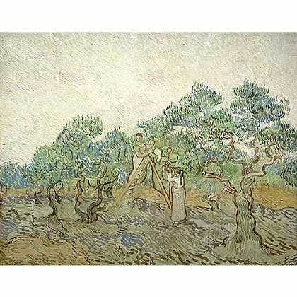 《妇女采摘橄榄》梵高1889版创作绘画赏析