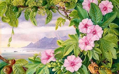 《牵牛花和圆滑果与马希港口在远处》花卉画,植物赏析