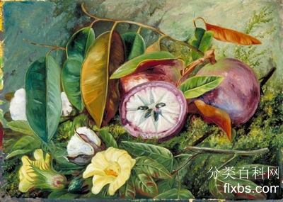 《星苹果的棉花种皮和果实的叶，花和种子, 牙买加》静物,植物赏析