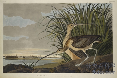 《长喙杓鹬《美国鸟类》1827 – 38年》动物画赏析