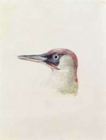《绿啄木鸟的头》动物画赏析