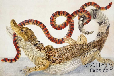 《眼镜凯门鳄（眼镜凯门鳄）和假珊瑚蛇（筒蛇科）》动物画赏析