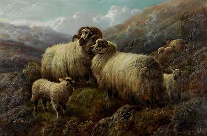 沃特森 山坡上带着小羊的羊