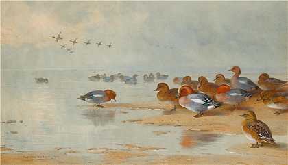 阿奇博尔德·索伯恩（Archibald Thorburn，苏格兰画家）-(水边的 Wigeon 和 Teal（1906 年）)