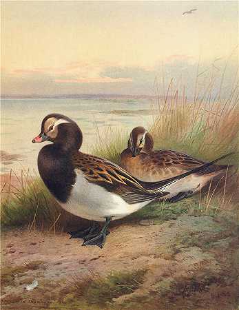 阿奇博尔德·索伯恩（Archibald Thorburn，苏格兰画家）-(长尾鸭（夏季）（1913 年）)