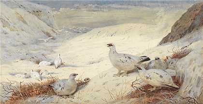 阿奇博尔德·索伯恩（Archibald Thorburn，苏格兰画家）-(穿着冬季羽毛的雷鸟)