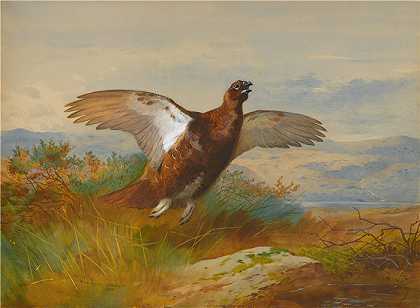 阿奇博尔德·索伯恩（Archibald Thorburn，苏格兰画家）-(飞行中的红松鸡 (1899))