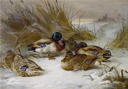 阿奇博尔德·索伯恩（Archibald Thorburn，苏格兰画家）-(与野鸭的冬天风景)