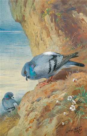 阿奇博尔德·索伯恩（Archibald Thorburn，苏格兰画家）-(岩鸽 (1931))