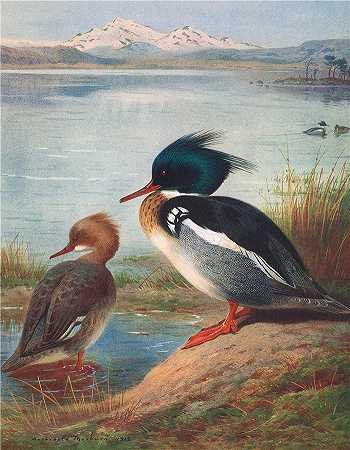 阿奇博尔德·索伯恩（Archibald Thorburn，苏格兰画家）-(红胸秋沙鸭 (1913))
