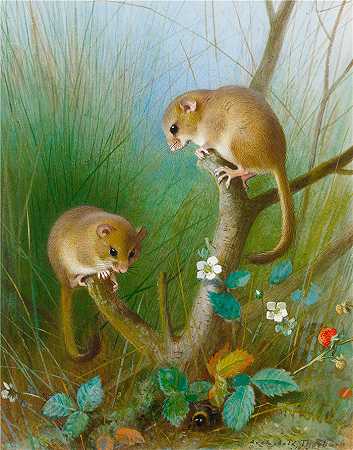 阿奇博尔德·索伯恩（Archibald Thorburn，苏格兰画家）-(睡鼠 (1903))