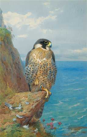 阿奇博尔德·索伯恩（Archibald Thorburn，苏格兰画家）-(欧亨凯恩的游隼 (1923))