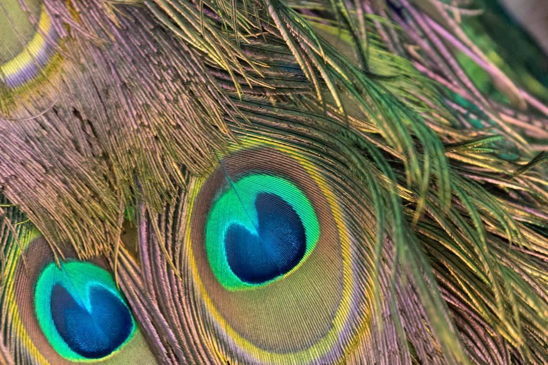 peacock-feathers