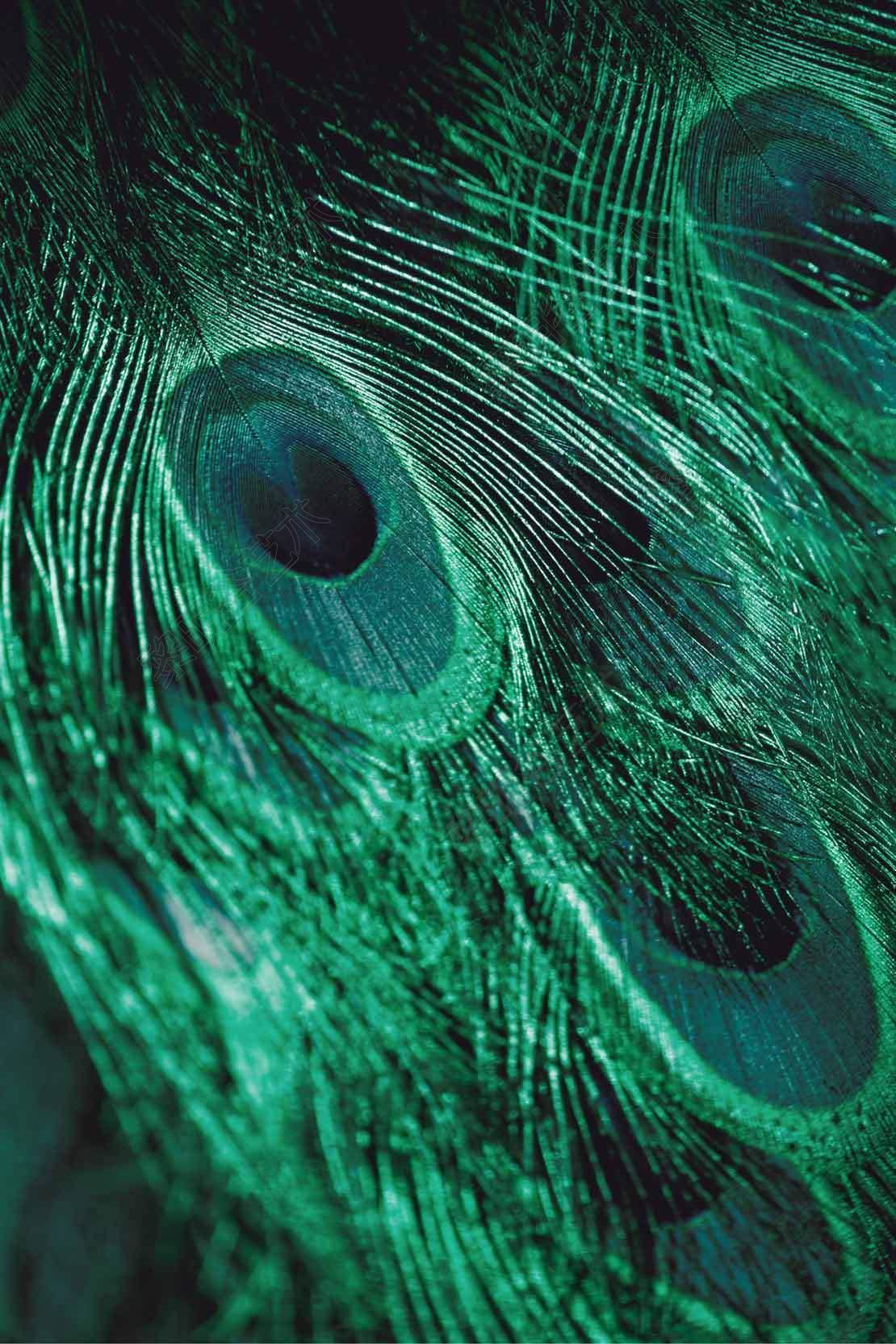 emerald-feathers-3