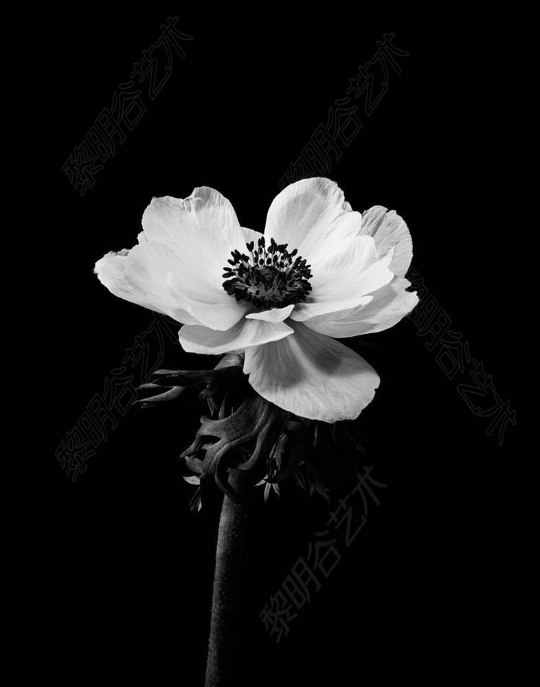 Black and white flower 2