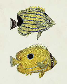 〜黄色和灰鱼III-4800×6000px