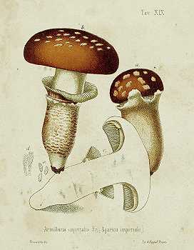 〜蘑菇品种III-4200×5400px