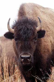~American Bison Iv – 5600×8400px