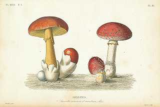 ~French Mushrooms I – 9770×6513px